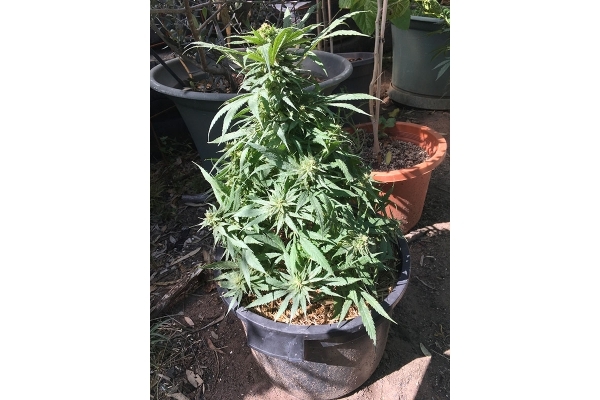 Black Dream (Eva Seeds) feminizowane