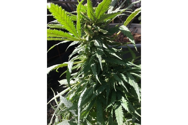 Black Dream (Eva Seeds) feminizowane