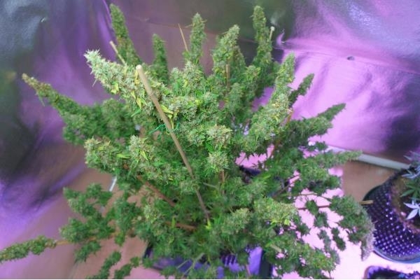 Auto Mazar (Dutch Passion) nasiona marihuany feminizowane