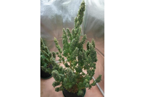 Auto Mazar (Dutch Passion) nasiona marihuany feminizowane