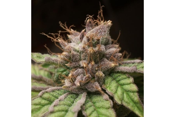 Blueberry (Dutch Passion) feminizowane