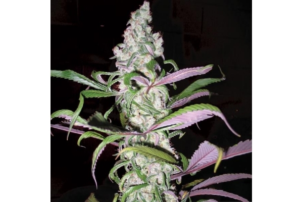 Blueberry (Dutch Passion) feminizowane