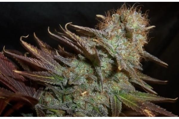 Blueberry (Dutch Passion) feminizowane
