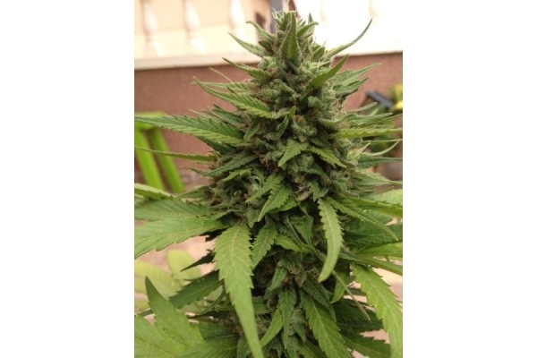 Auto Blueberry (Dutch Passion) feminizowane