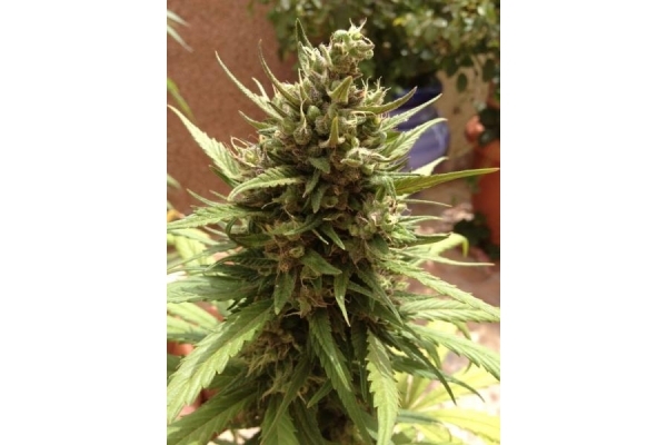 Auto Blueberry (Dutch Passion) feminizowane