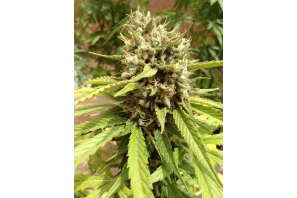 Auto Blueberry (Dutch Passion) feminizowane