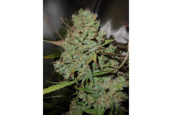 Auto Blueberry (Dutch Passion) feminizowane