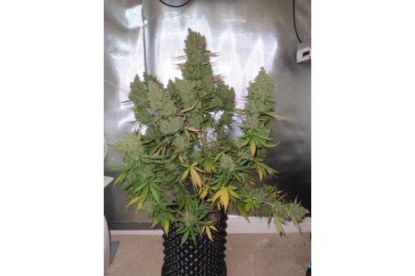 Auto Blueberry (Dutch Passion) feminizowane