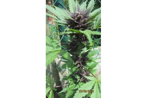 Blackberry Automat (FastBuds) feminizowane