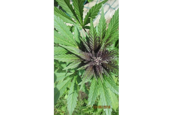 Blackberry Automat (FastBuds) feminizowane
