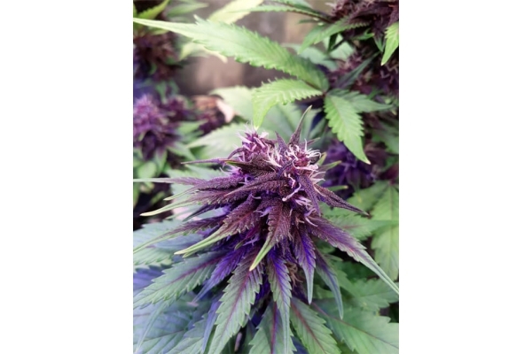 Blackberry Automat (FastBuds) feminizowane