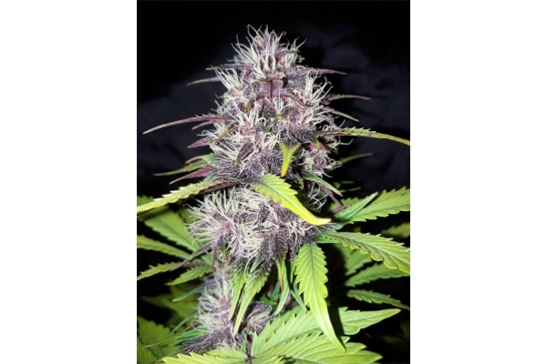 Blackberry Automat (FastBuds) feminizowane