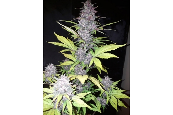 Blackberry Automat (FastBuds) feminizowane