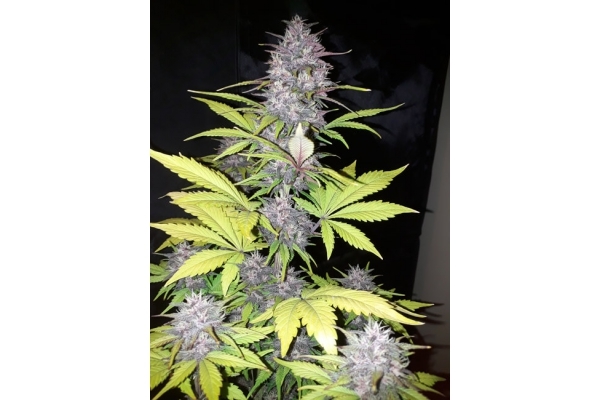 Blackberry Automat (FastBuds) feminizowane