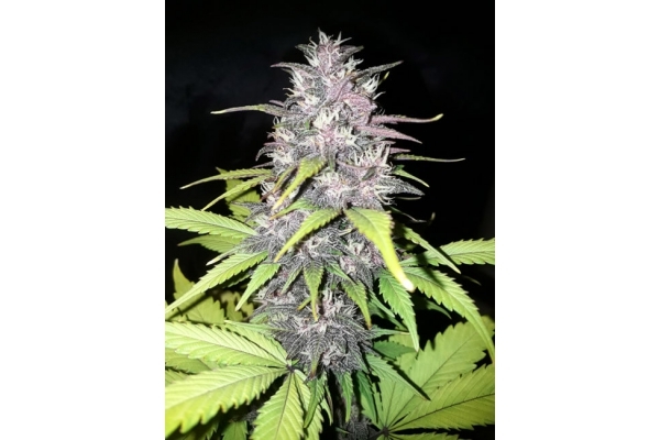 Blackberry Automat (FastBuds) feminizowane