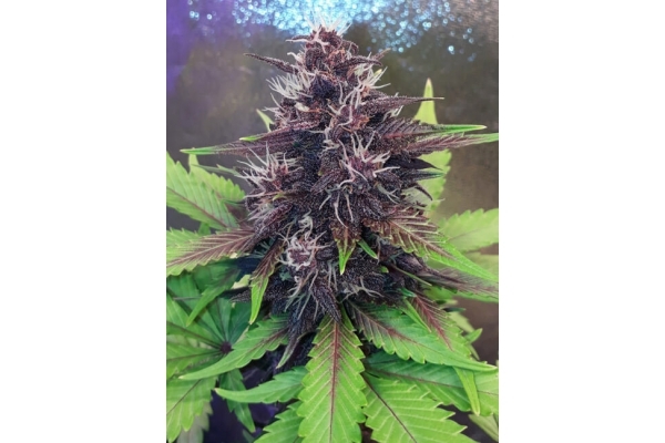 Blackberry Automat (FastBuds) feminizowane
