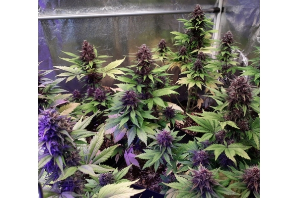 Blackberry Automat (FastBuds) feminizowane