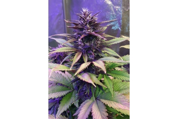 Blackberry Automat (FastBuds) feminizowane