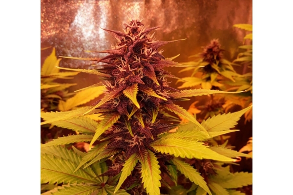 Blackberry Automat (FastBuds) feminizowane