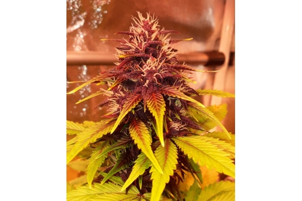 Blackberry Automat (FastBuds) feminizowane