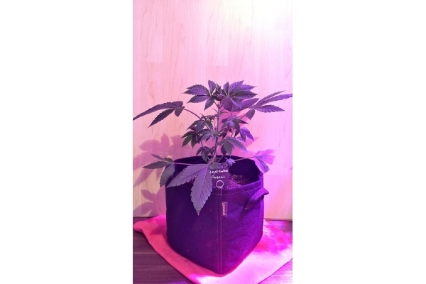 Royal Cookies (Royal Queen Seeds) feminizowane