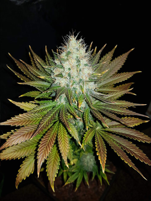 Bona Dea CBD (Vision Seeds) feminizowane