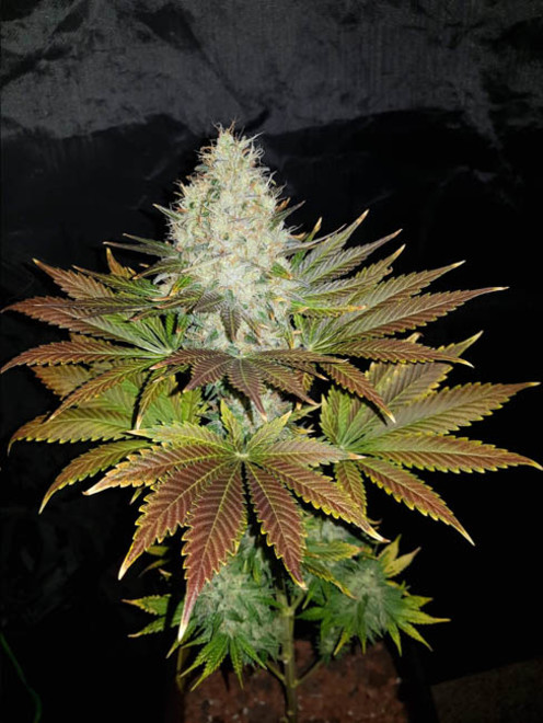 Bona Dea CBD (Vision Seeds) feminizowane
