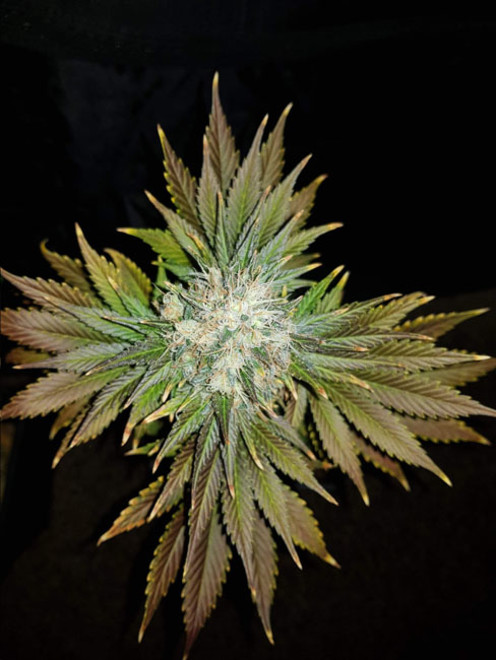 Bona Dea CBD (Vision Seeds) feminizowane