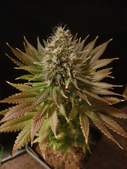 Bona Dea CBD (Vision Seeds) feminizowane