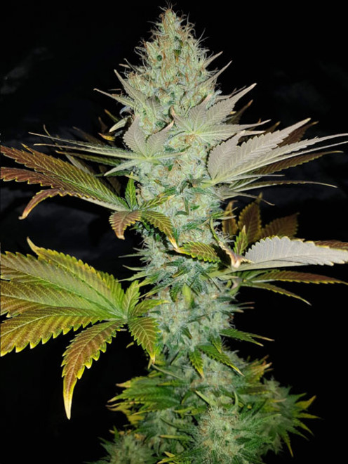 Bona Dea CBD (Vision Seeds) feminizowane