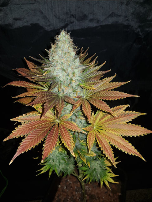 Bona Dea CBD (Vision Seeds) feminizowane