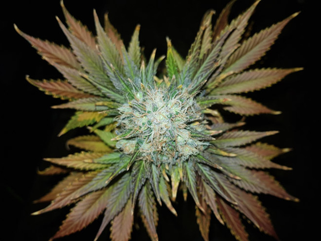 Bona Dea CBD (Vision Seeds) feminizowane