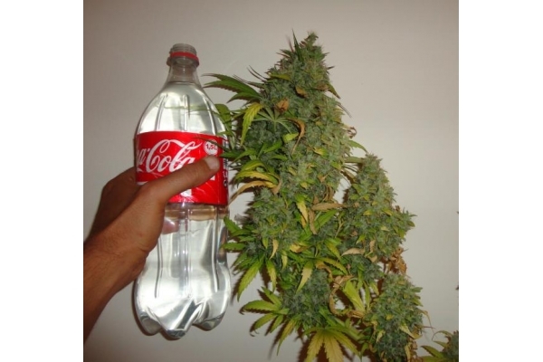 Californian Orange (Dutch Passion) nasiona marihuany feminizowane