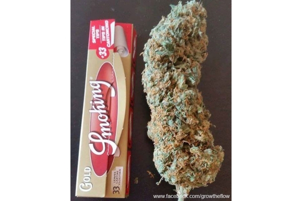 Bubblegum (Zamnesia Seeds) feminizowane