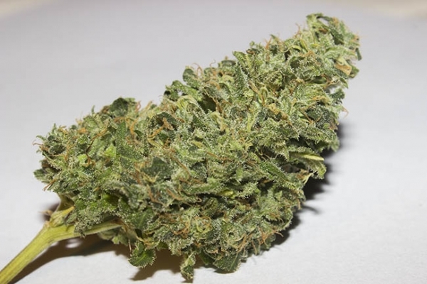 Bubblegum (Zamnesia Seeds) feminizowane