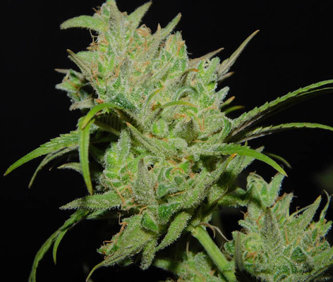 Tangie Ghost Train (Little Chief Collabs) feminizowane