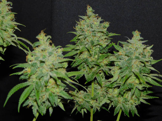 Tangie Ghost Train (Little Chief Collabs) feminizowane