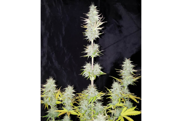 Monster Dwarf Automat (Zamnesia Seeds) feminizowane