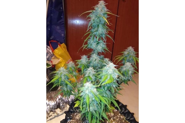 GG#4 Automat (FastBuds) feminizowane GG#4 Automat (FastBuds) feminizowane