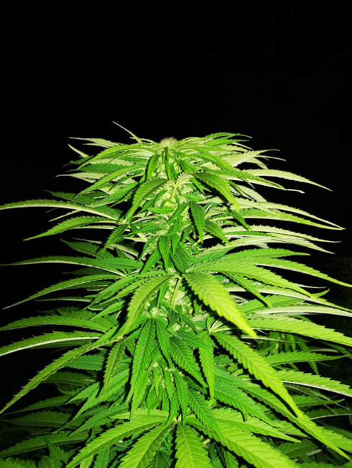 Cash Express (Zamnesia Seeds) feminizowane Cash Express (Zamnesia Seeds) feminizowane