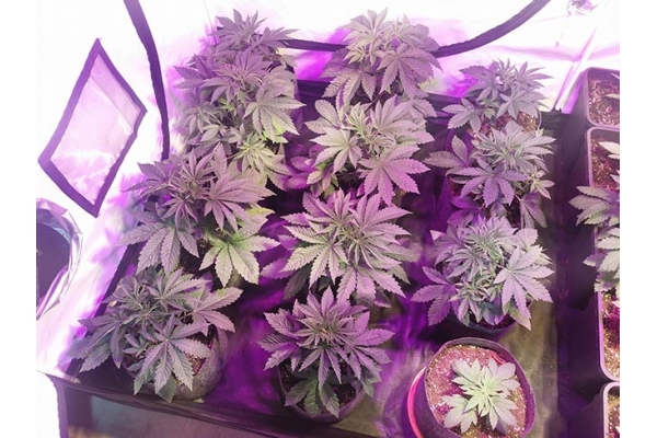 GG#4 (Zamnesia Seeds) feminizowane