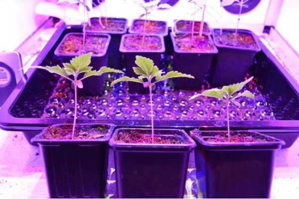 GG#4 (Zamnesia Seeds) feminizowane