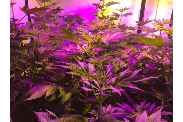 GG#4 (Zamnesia Seeds) feminizowane