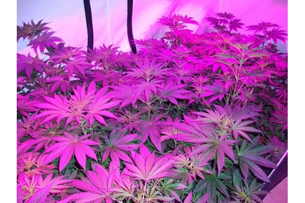 GG#4 (Zamnesia Seeds) feminizowane