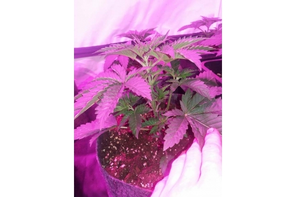 GG#4 (Zamnesia Seeds) feminizowane