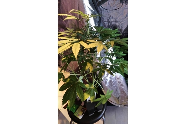 GG#4 (Zamnesia Seeds) feminizowane