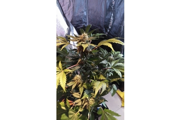GG#4 (Zamnesia Seeds) feminizowane