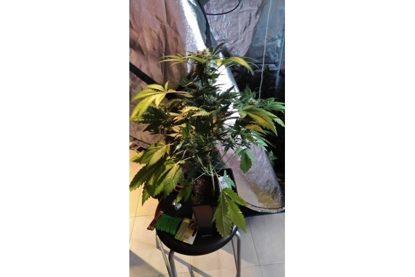 GG#4 (Zamnesia Seeds) feminizowane