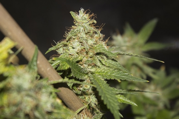 GG#4 (Zamnesia Seeds) feminizowane