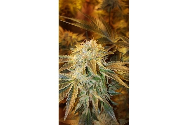 GG#4 (Zamnesia Seeds) feminizowane